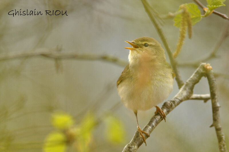 Willow Warbler