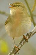 Willow Warbler