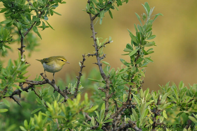 Wood Warbler