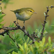 Wood Warbler