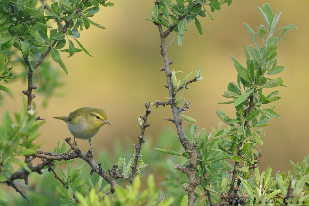 Wood Warbler