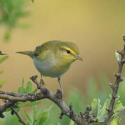 Wood Warbler