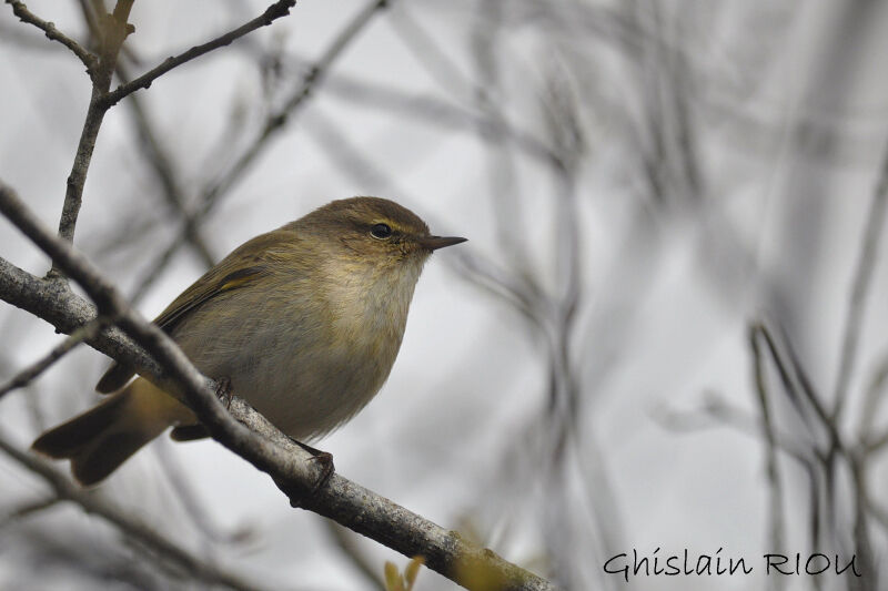 Common Chiffchaff