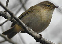 Common Chiffchaff