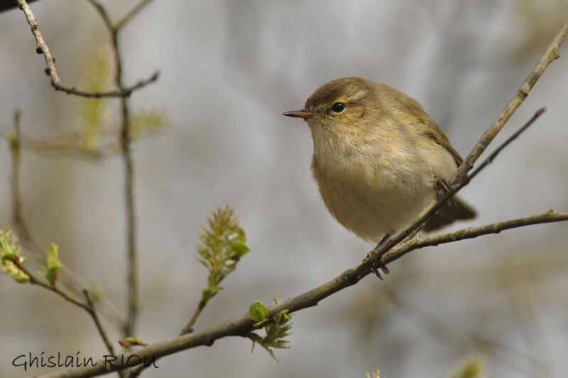 Common Chiffchaff