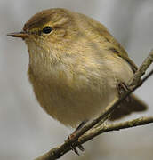 Common Chiffchaff