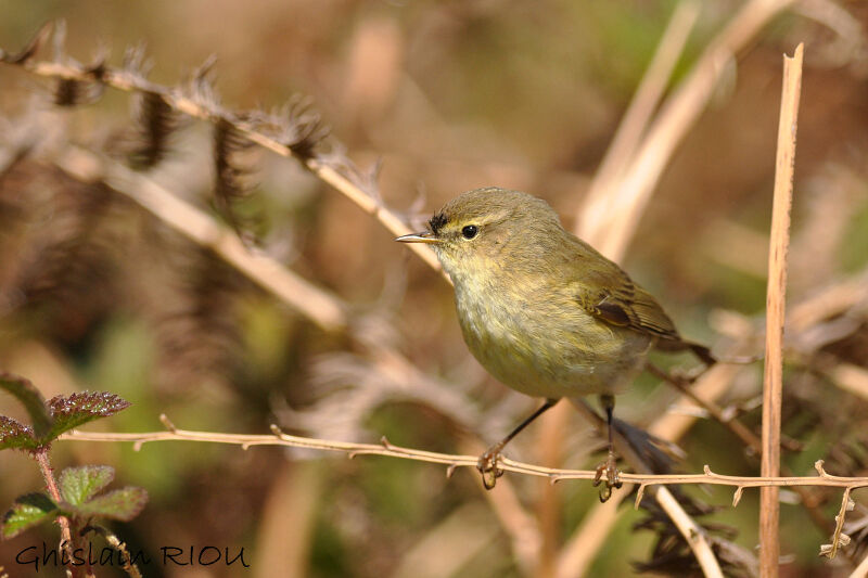 Common Chiffchaff