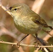 Common Chiffchaff