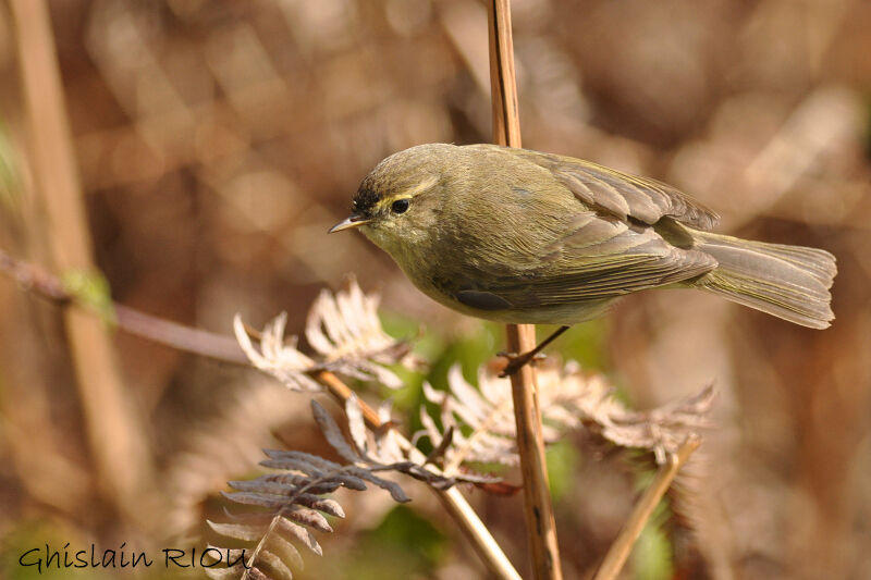 Common Chiffchaff