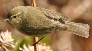 Common Chiffchaff