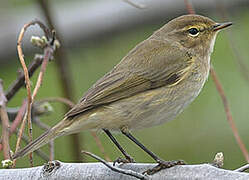 Common Chiffchaff