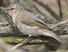 Common Chiffchaff