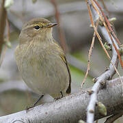 Common Chiffchaff