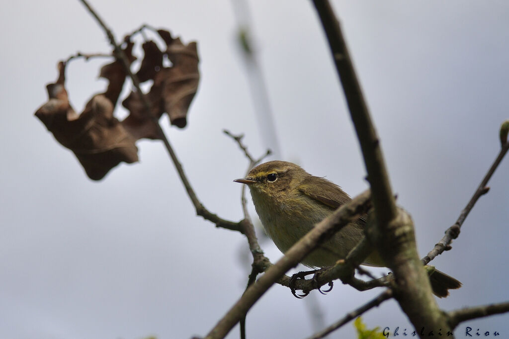 Common Chiffchaff