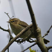 Common Chiffchaff