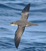 Balearic Shearwater