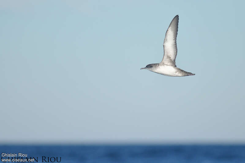 Balearic Shearwater, pigmentation