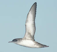 Balearic Shearwater