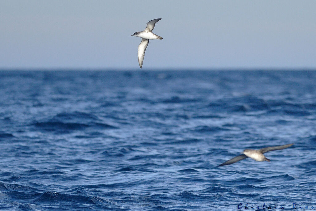 Puffin des Baléares