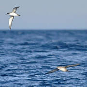 Balearic Shearwater