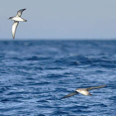 Puffin des Baléares