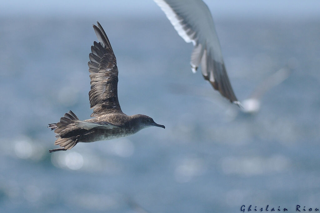 Balearic Shearwater