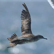 Balearic Shearwater