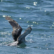 Balearic Shearwater