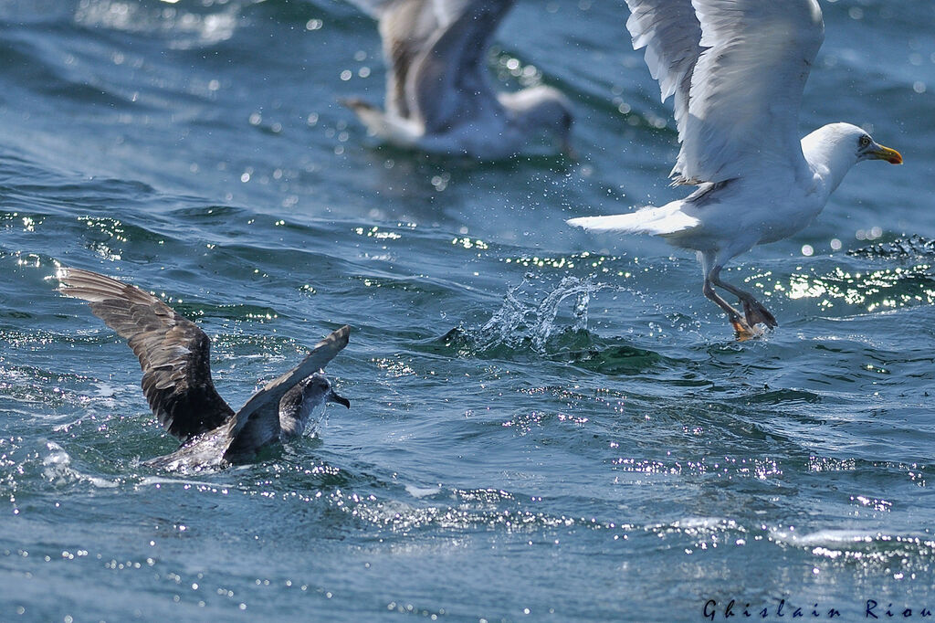 Puffin des Baléares, pêche/chasse, mange