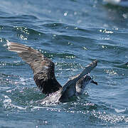 Balearic Shearwater