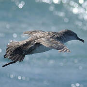 Balearic Shearwater