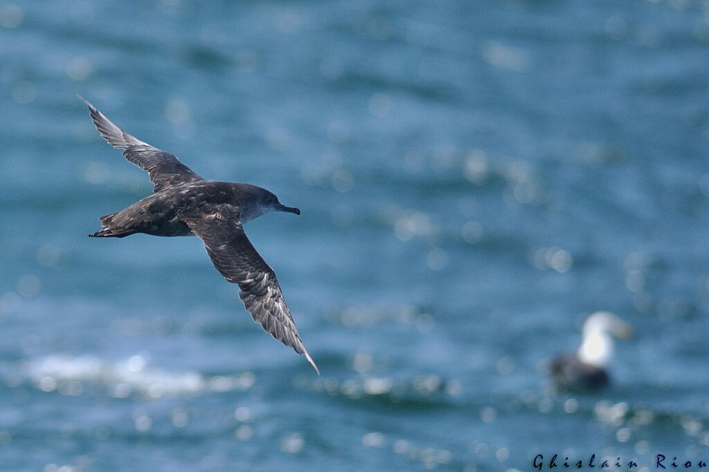 Puffin des Baléares