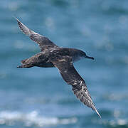 Balearic Shearwater