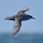 Balearic Shearwater