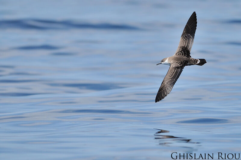 Great Shearwater