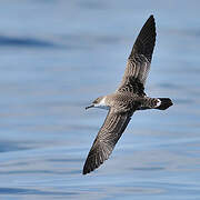 Great Shearwater