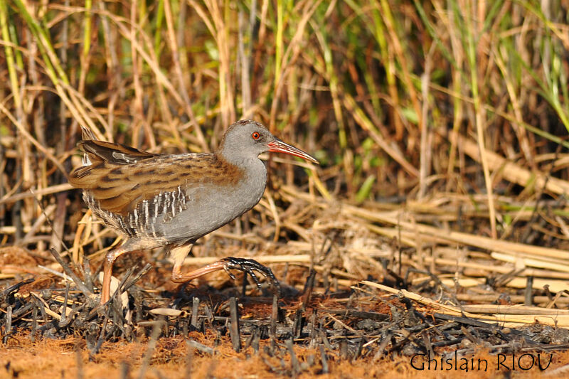 Water Rail