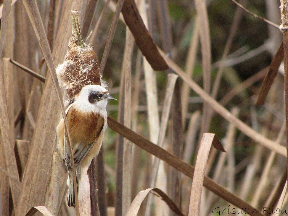 Eurasian Penduline Tit