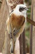 Eurasian Penduline Tit