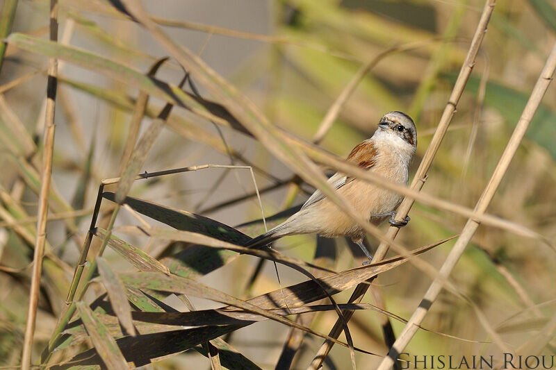 Eurasian Penduline Tit