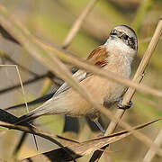 Eurasian Penduline Tit