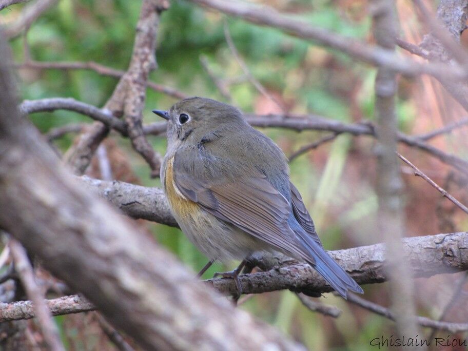 Red-flanked Bluetail