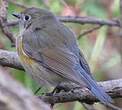 Robin à flancs roux