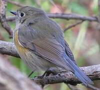 Red-flanked Bluetail