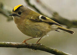 Goldcrest