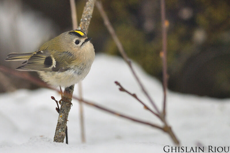 Goldcrest