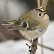 Goldcrest