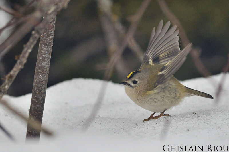 Goldcrest