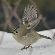 Goldcrest