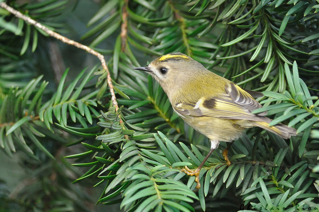 Goldcrest